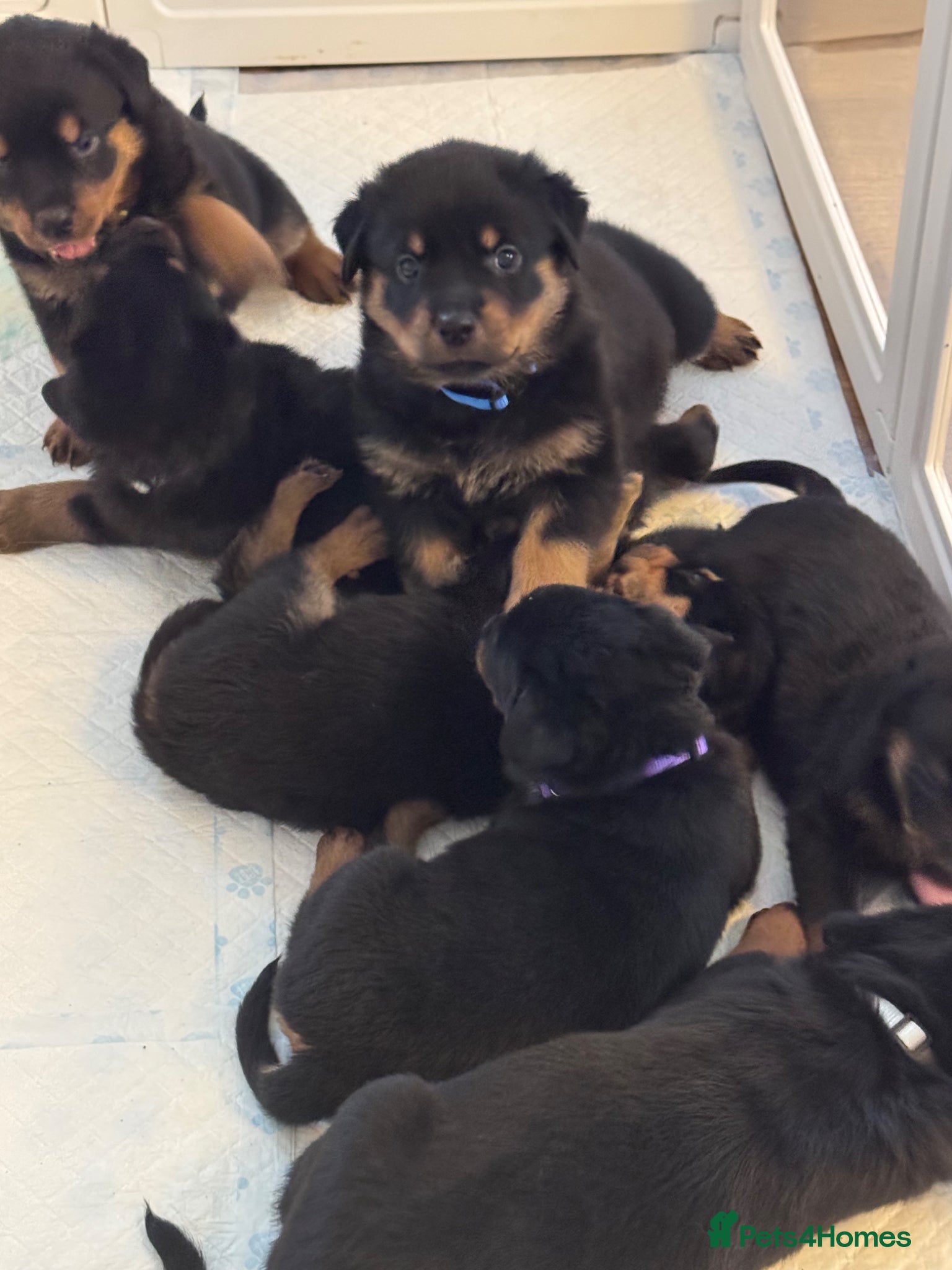 Rottweiler dogs for sale: Pedigree Rottweiler puppies for sale - Advert 11