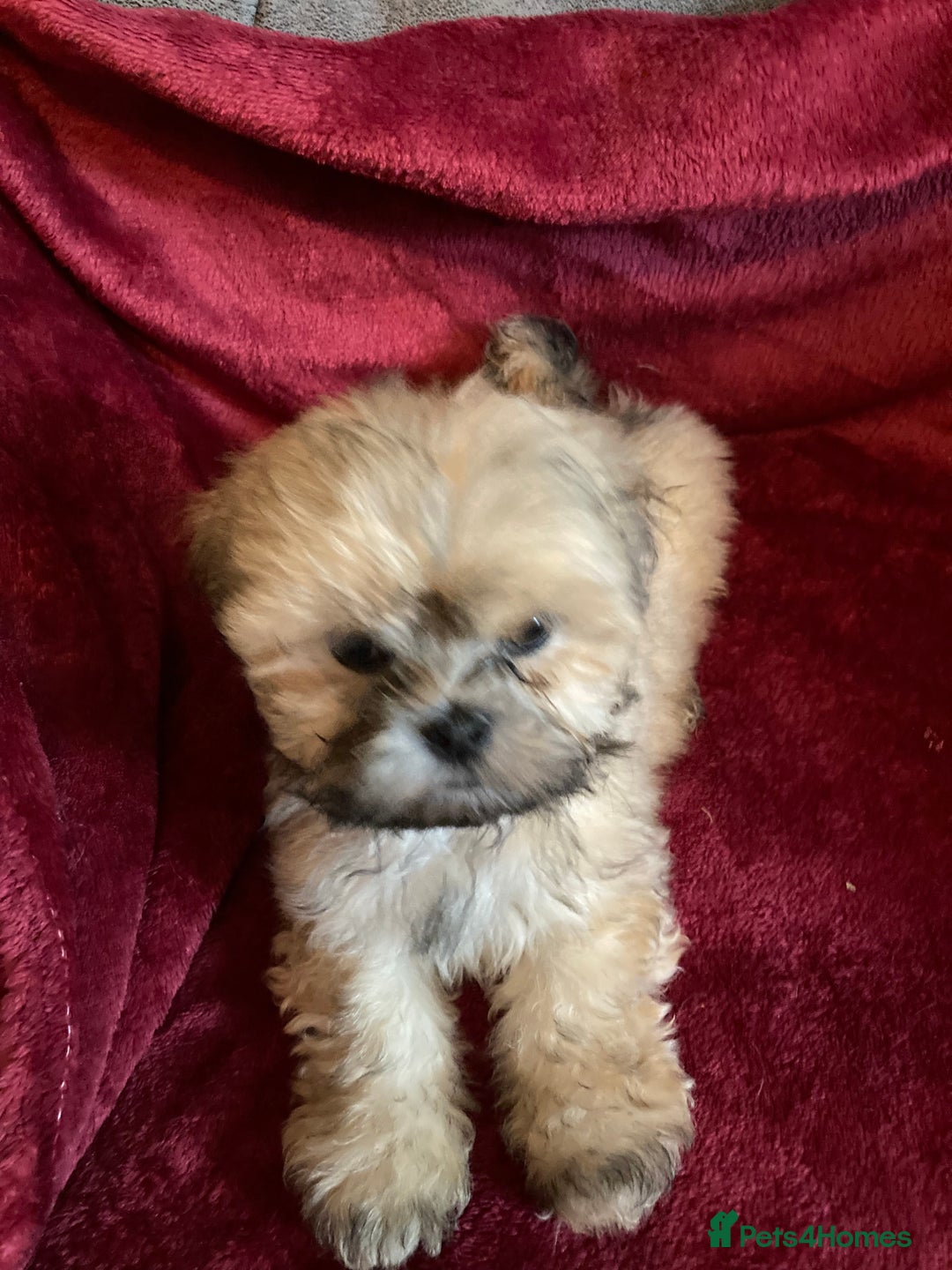 Lhasa Apso dogs for sale: Lhasa Apso Puppies 🐶  - Image 16