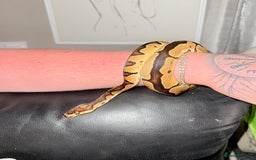 Python Snake reptiles for sale: Ball Python – Looking for a Loving New Home 🐍 - Image 6