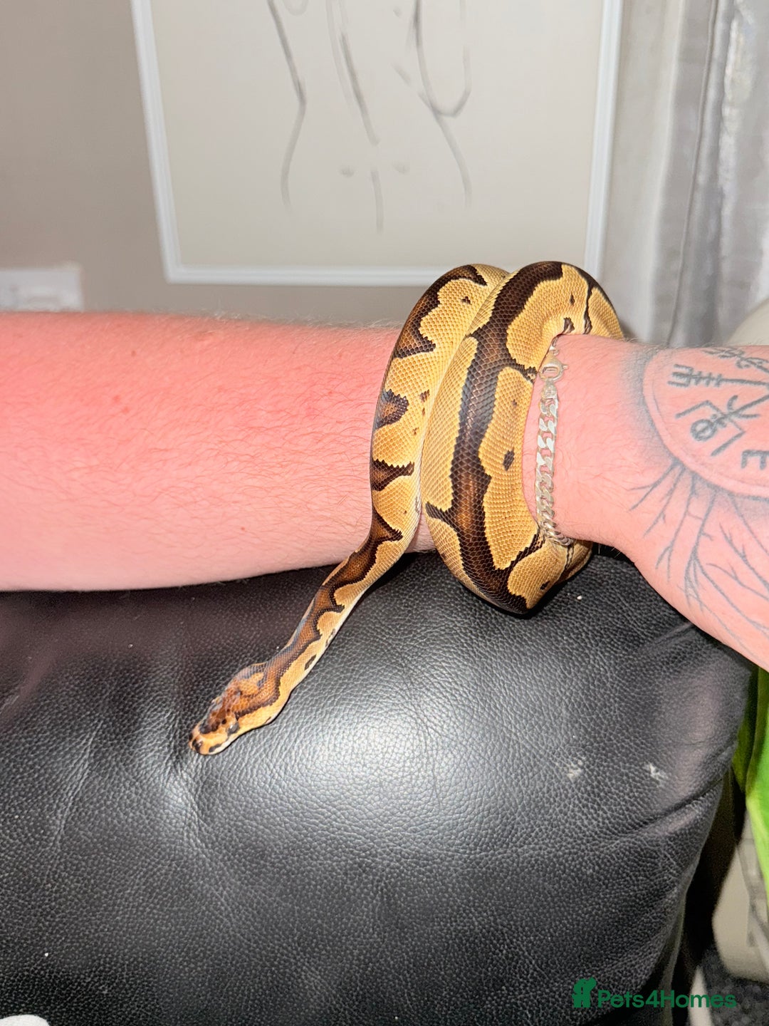 Python Snake reptiles for sale: Ball Python – Looking for a Loving New Home 🐍 - Image 6