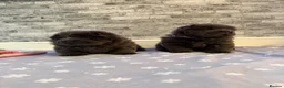 Chow Chow dogs for sale: K.c registered chow chow puppies - Advert 16