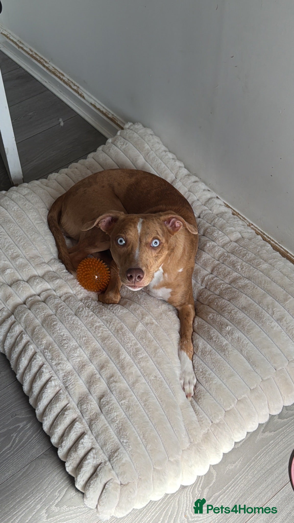 Mixed Breed dogs Poppy  - Advert 11