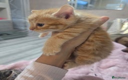 Mixed Breed cats for sale: Kittens  - Image 7