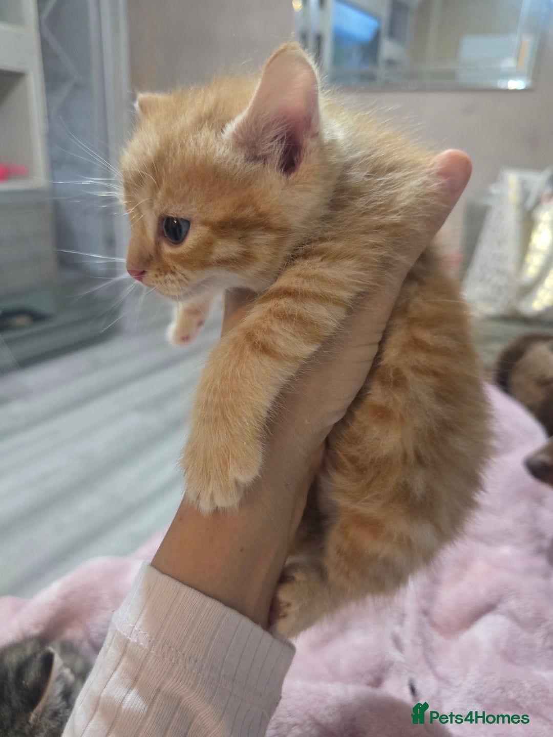 Mixed Breed cats for sale: Kittens  - Image 7