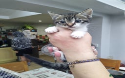 Domestic Shorthair cats for sale: Peanuts babies  - Image 5