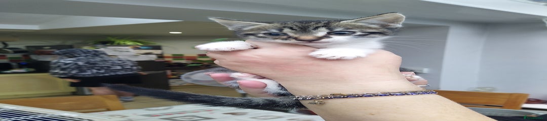 Domestic Shorthair Kitten 4