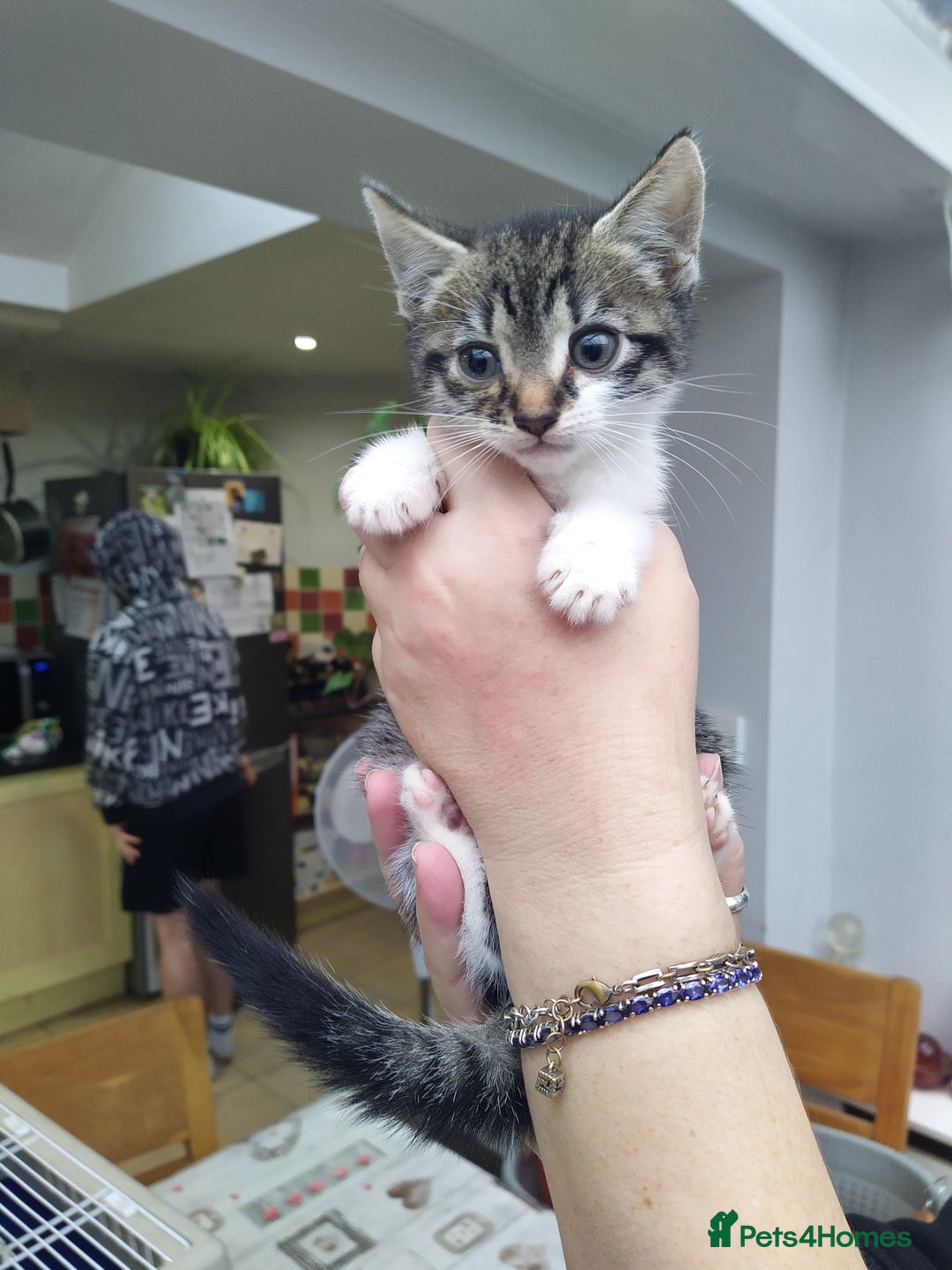 Domestic Shorthair cats for sale: Peanuts babies  - Image 5