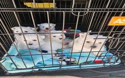 West Highland Terrier dogs for sale: STUNNING HEALTH CHECKED PUPPIES  - Image 1