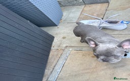 French Bulldog dogs for sale: Only 1 girl left  - Image 14