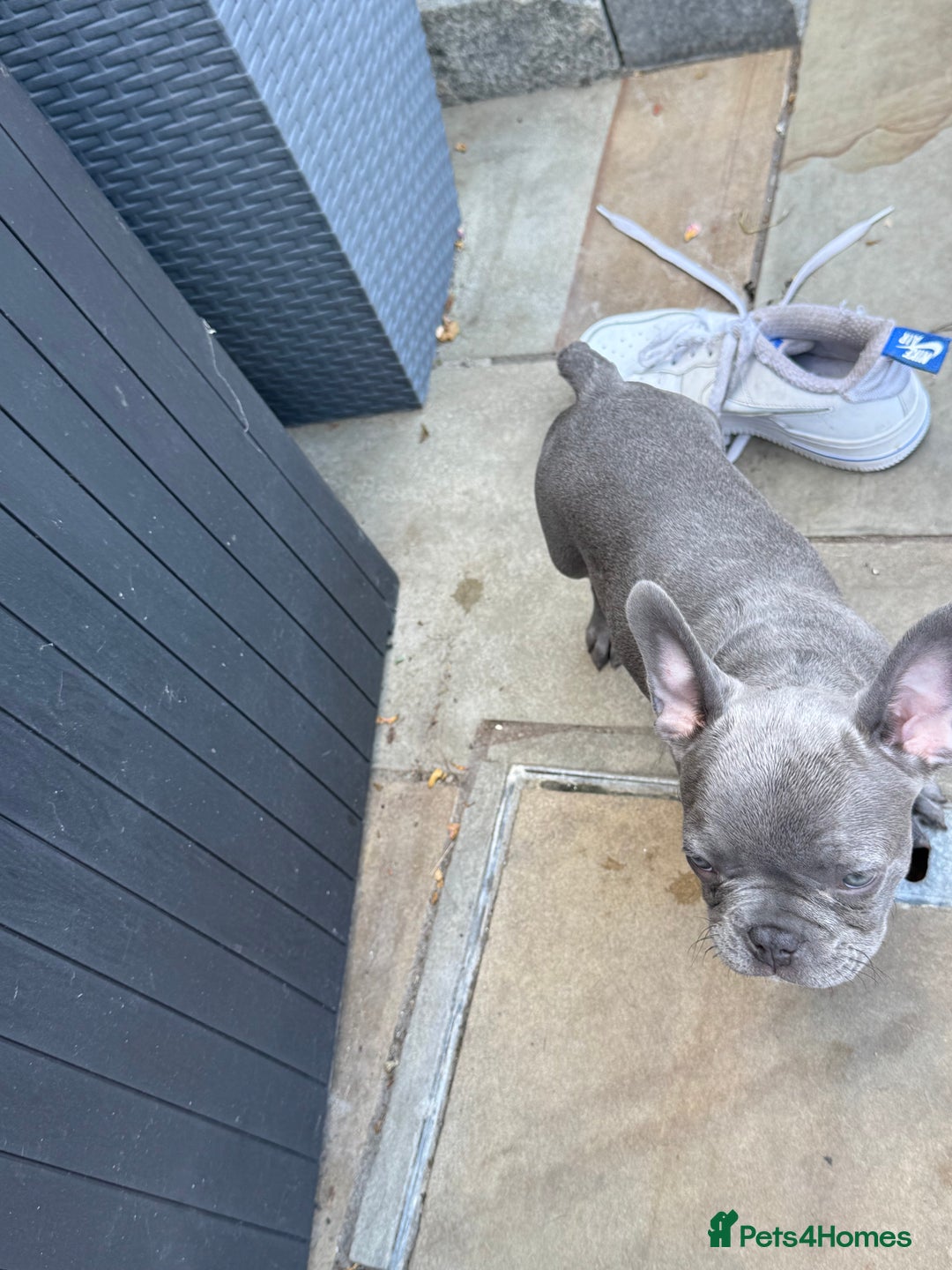 French Bulldog dogs for sale: Only 1 girl left  - Image 14
