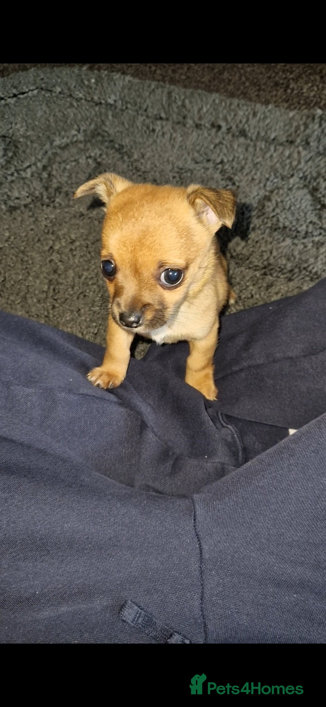 Mixed Breed dogs for sale: Adorable 9 weeks old male jackawawa puppy - Advert 3