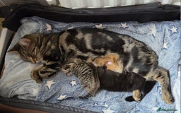 Mixed Breed cats for sale: Mix Bread Kittens - Image 12