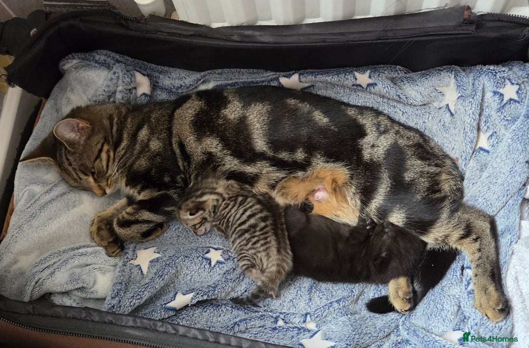 Mixed Breed cats for sale: Mix Bread Kittens - Image 12