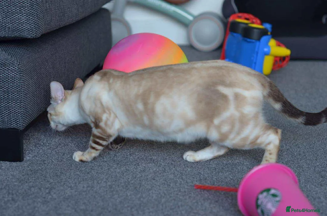 Bengal cats for sale: PHENOMENAL BENGAL KITS 🩷 2 FEMALES REMAINING 🩷 - Advert 1