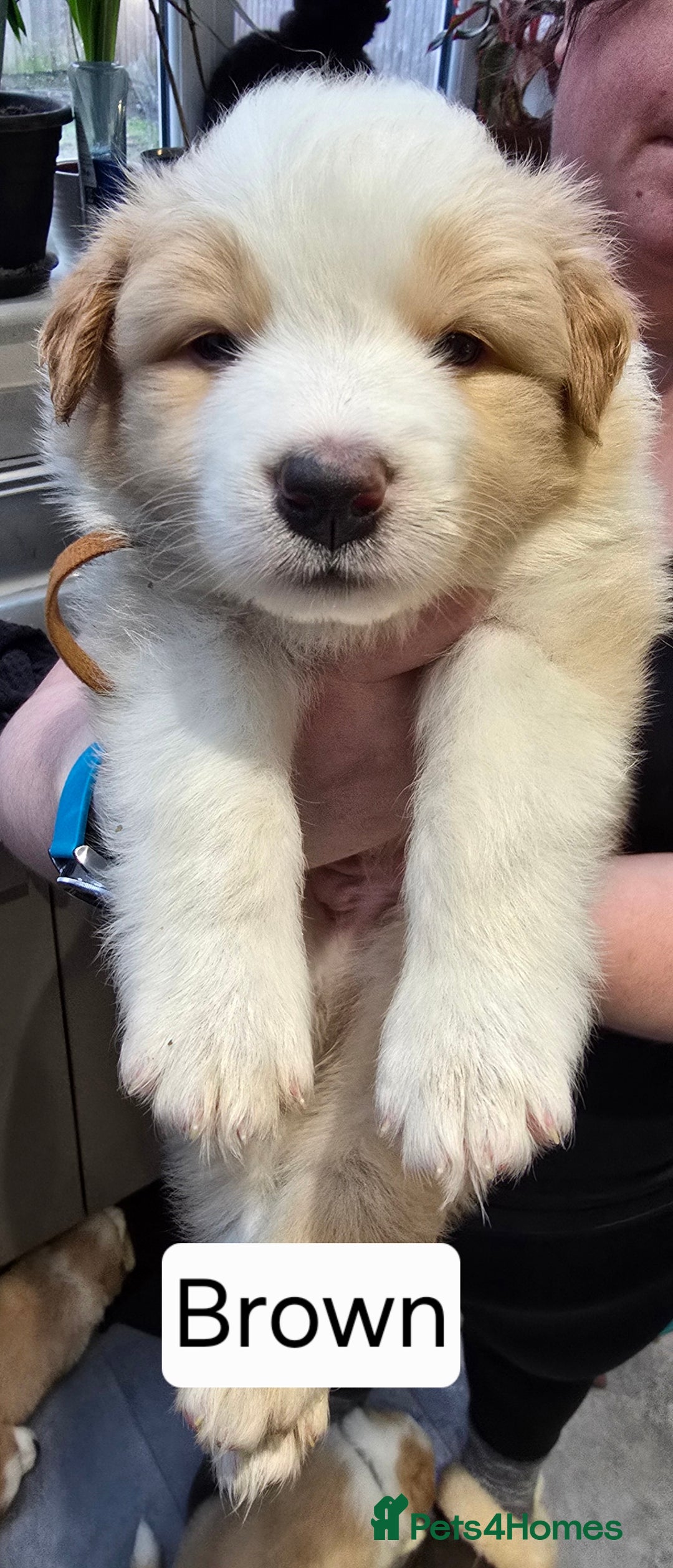 Border Collie dogs for sale: Beautiful EE-Red/Golden Long Haired Border Collies - Advert 15