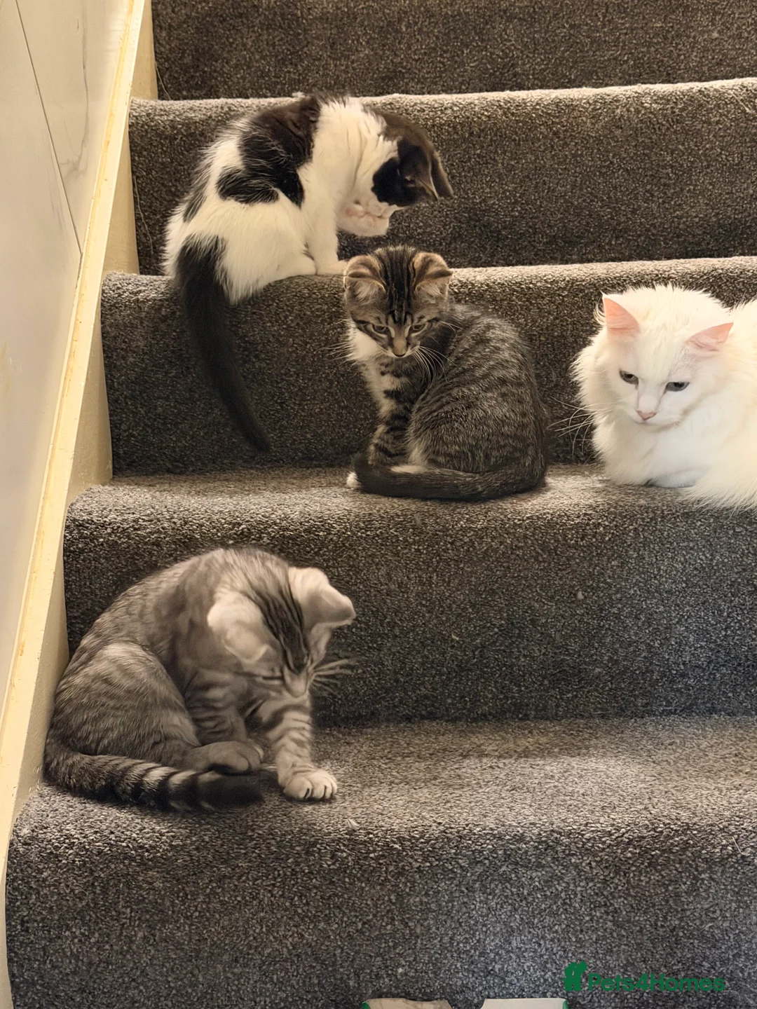 Mixed Breed cats for sale: Male Kittens for Sale-Polydactyl & Tabby  - Advert 10