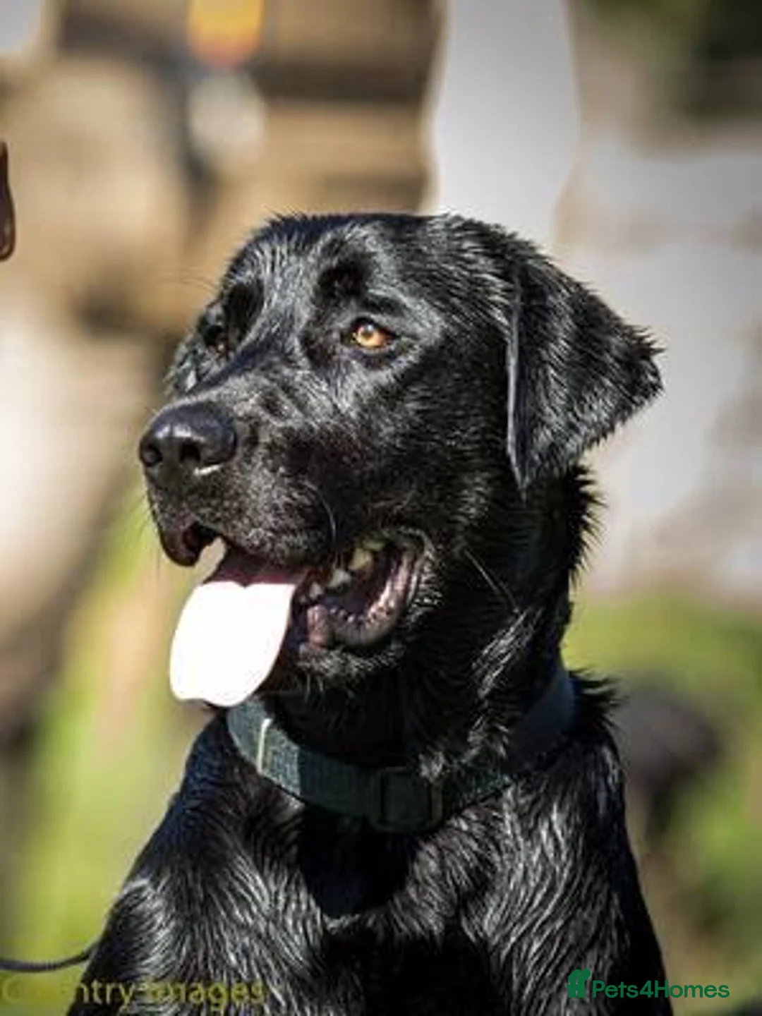 Labrador Retriever dogs for sale: RESERVE-RKC Reg pups by field Trail Champion lines - Advert 1