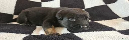 Belgian Shepherd Dog dogs for sale: BRN Dutch Herder Puppies (3 left!) - Advert 13