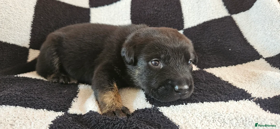 Belgian Shepherd Dog dogs for sale: BRN Dutch Herder Puppies (3 left!) - Advert 13