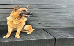 German Shepherd dogs for sale: Top Quality German Shepherd Short hair Bitch puppy - Image 2
