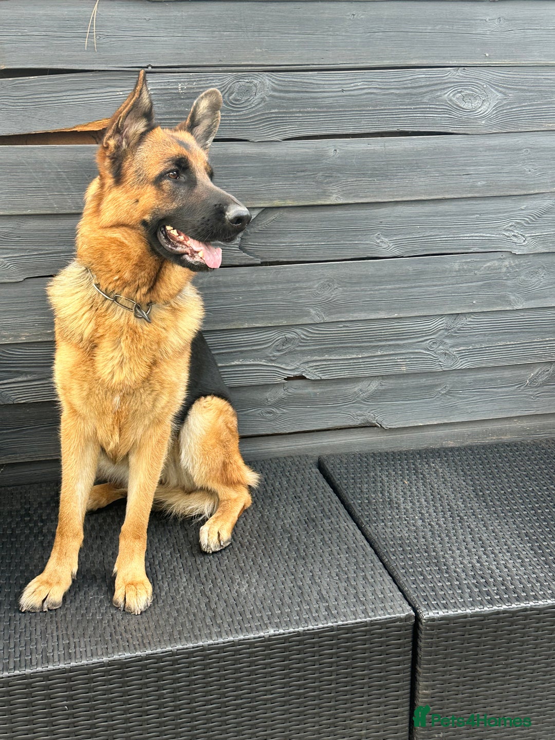 German Shepherd dogs for sale: Top Quality German Shepherd Short hair Bitch puppy - Image 2