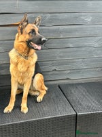 German Shepherd dogs Top Quality German Shepherd Short hair Bitch puppy - Advert 8