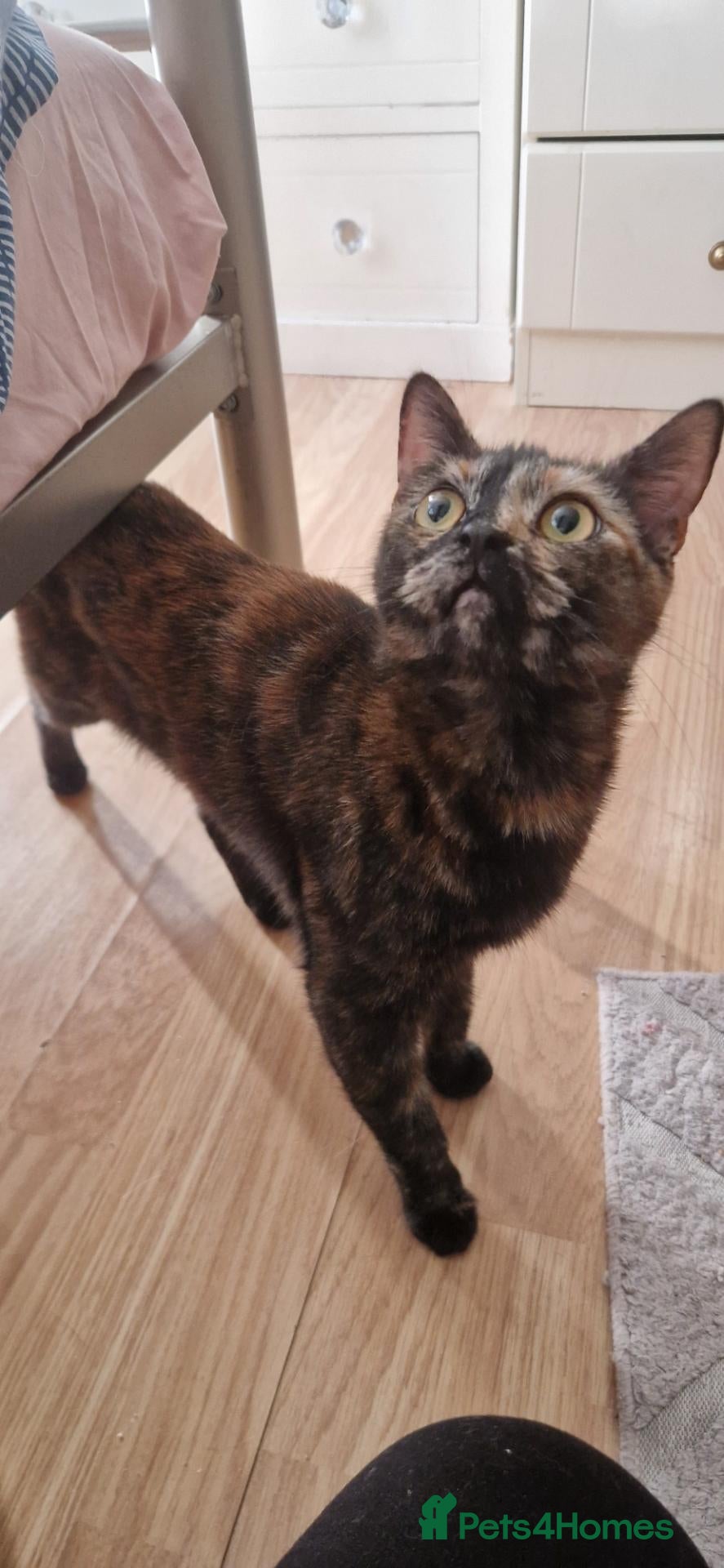 Mixed Breed cats Cats and kittens - Advert 1