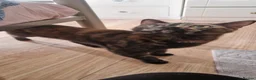 Mixed Breed cats for sale: Cats and kittens - Advert 1