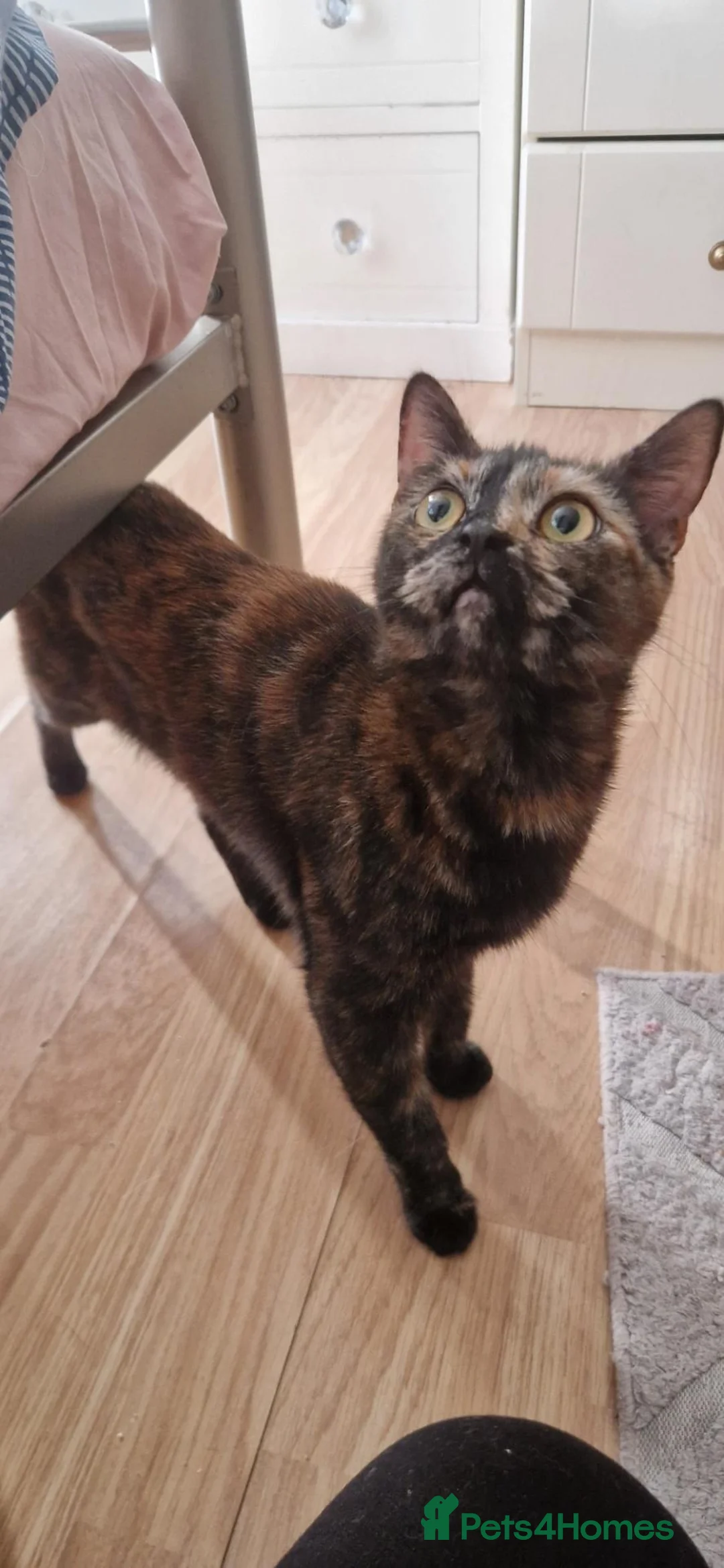 Mixed Breed cats for sale: Cats and kittens - Advert 1