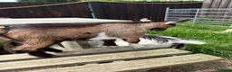 Goats livestock for sale: Purebred Pygmy goat kids  - Advert 11