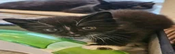 Domestic Shorthair cats for adoption: Bonded Rescue Kittens Looking for a Forever Home - Advert 2