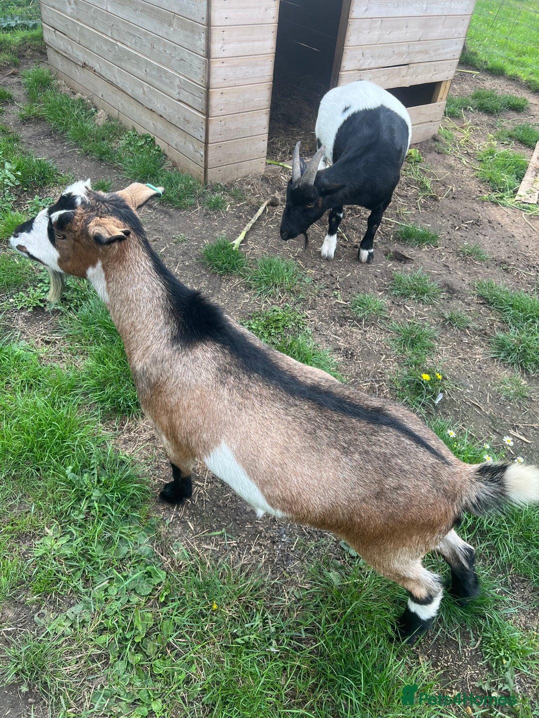 Goats livestock for sale: 2 lovely male goats  - Image 1