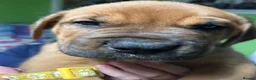 Mixed Breed dogs for sale: Dogue de Bordeaux and boerboel mix puppies  in Bangor - Advert 6