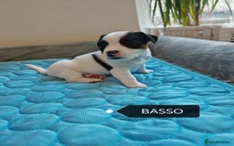 Jack Russell dogs for sale: Jack Russell puppies,Parents reg.Kennel club, - Image 12