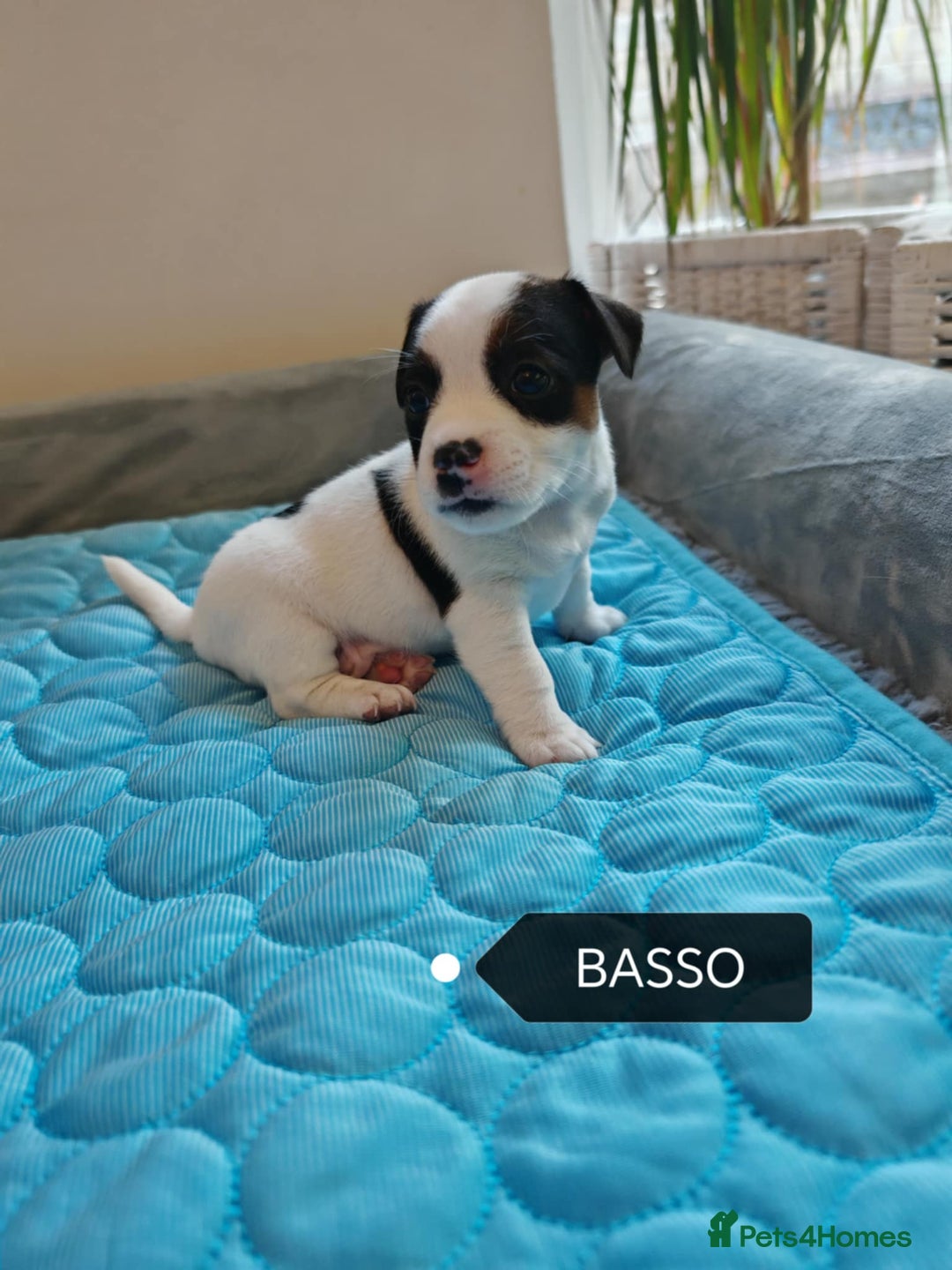 Jack Russell dogs for sale: Jack Russell puppies,Parents reg.Kennel club, - Image 12
