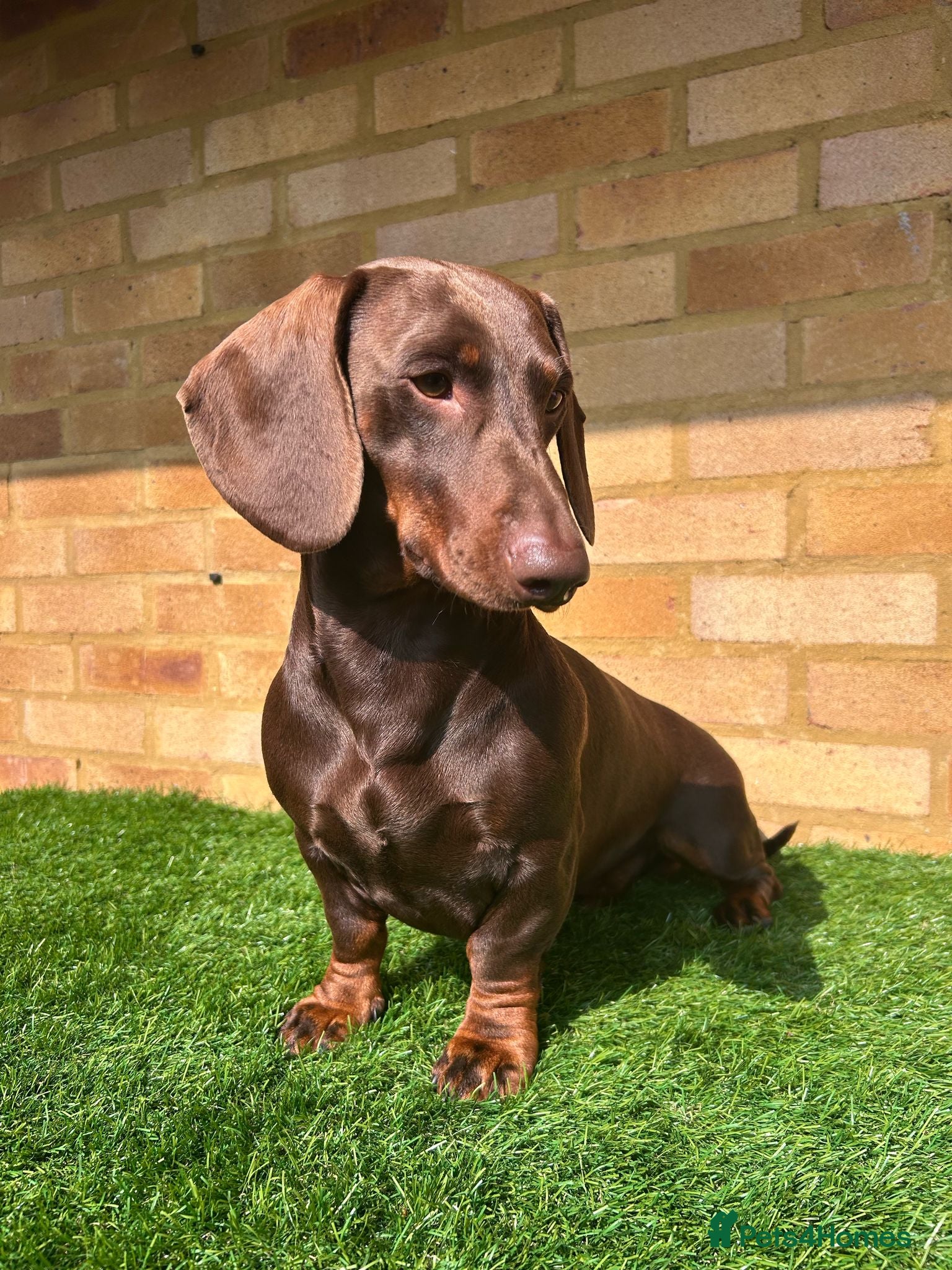 Dachshund dogs Standard dachshund for stud in London - Advert 1