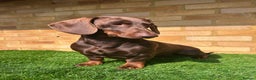 Dachshund dogs for stud: Standard dachshund for stud in London - Advert 1