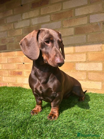 Dachshund dogs in London - Advert 1