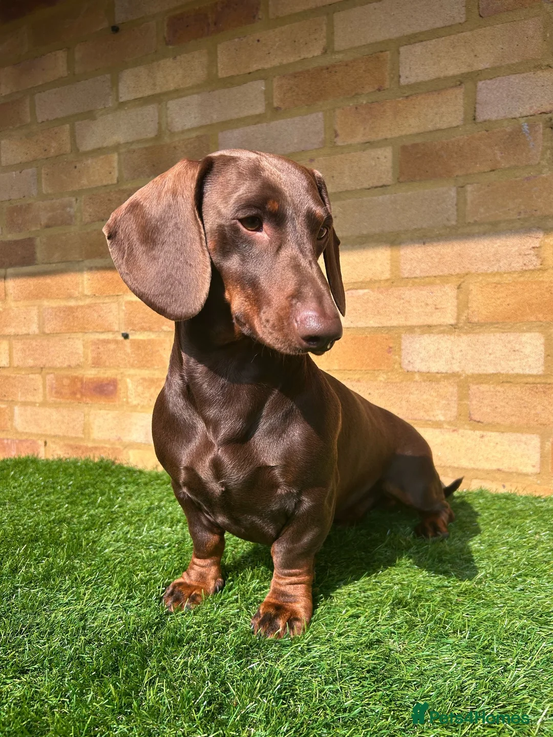 Dachshund dogs for stud: Standard dachshund for stud in London - Advert 1