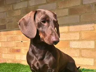 Dachshund dogs Standard dachshund for stud in London - Advert 5