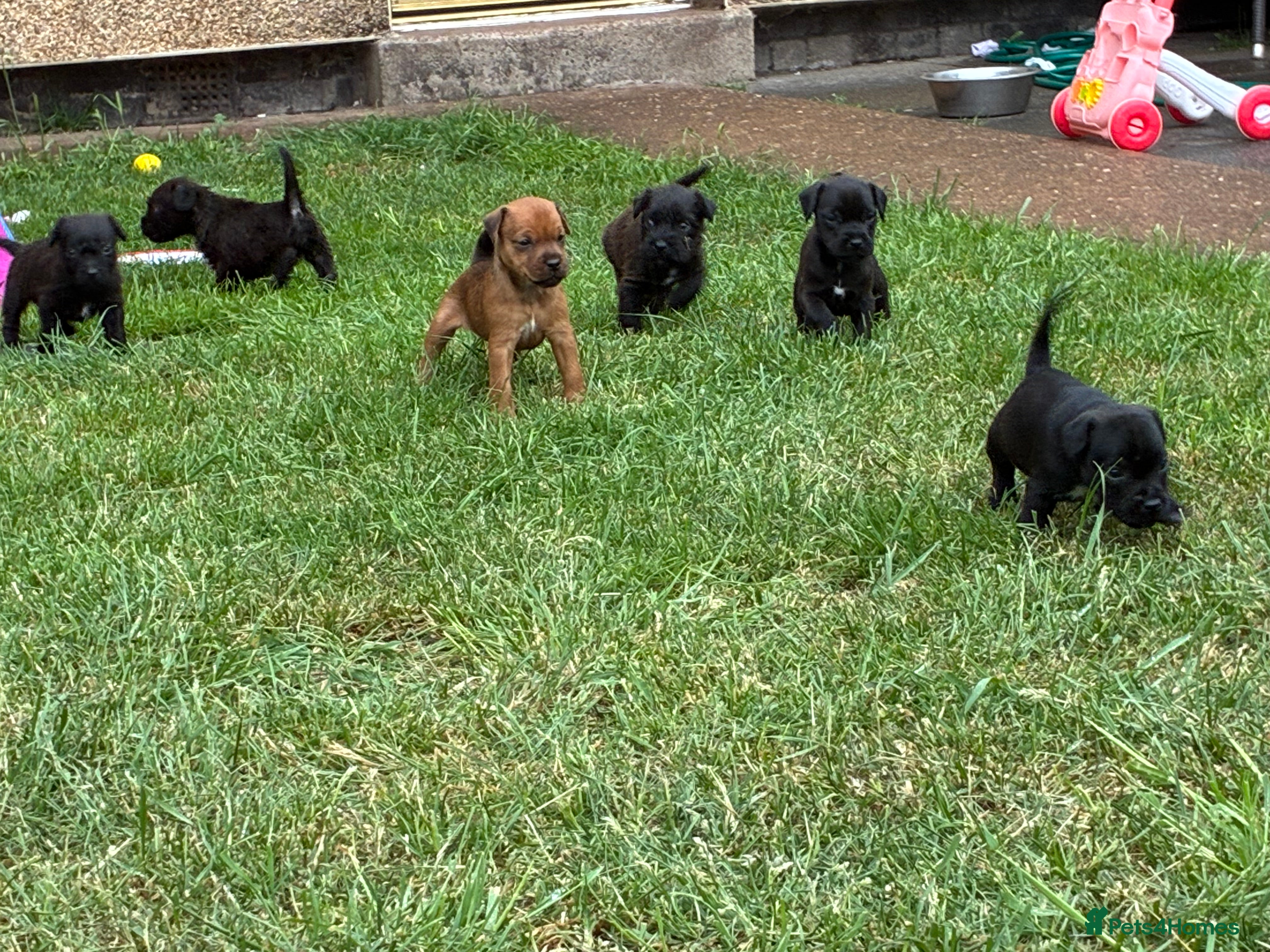 Mixed Breed dogs for sale: Patterdale Lakeland’s - Advert 7