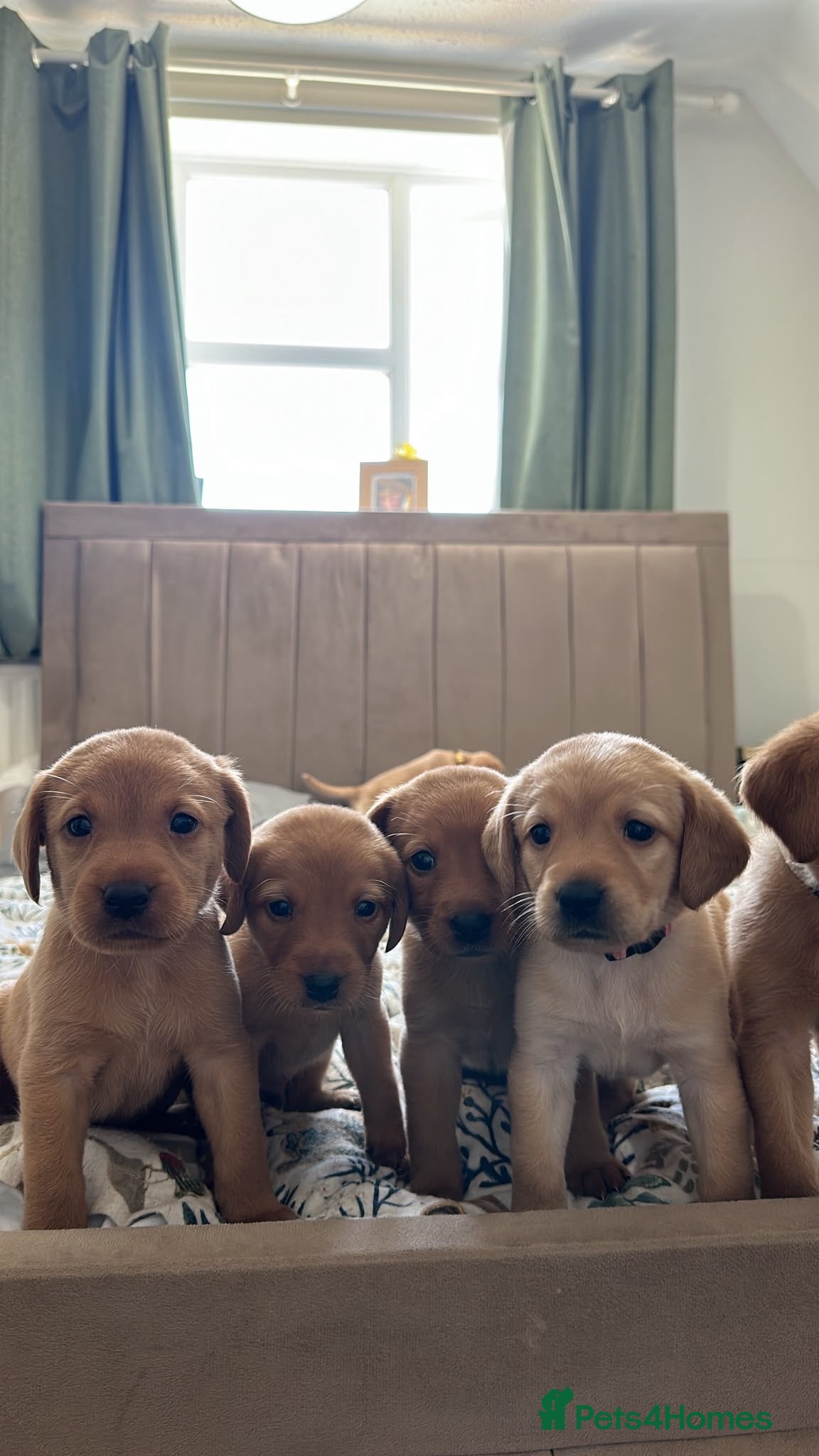 Labrador Retriever dogs KC Registered Fox Red Labrador Retriever Puppies - Advert 16