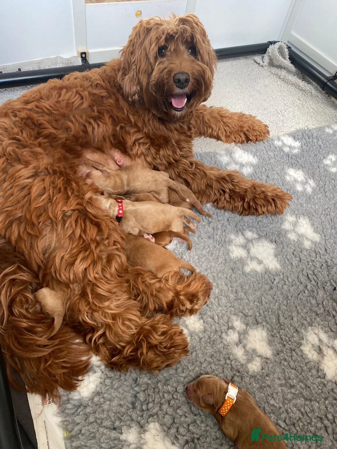 Australian Labradoodle dogs for sale: Australian labradoodles - Advert 20