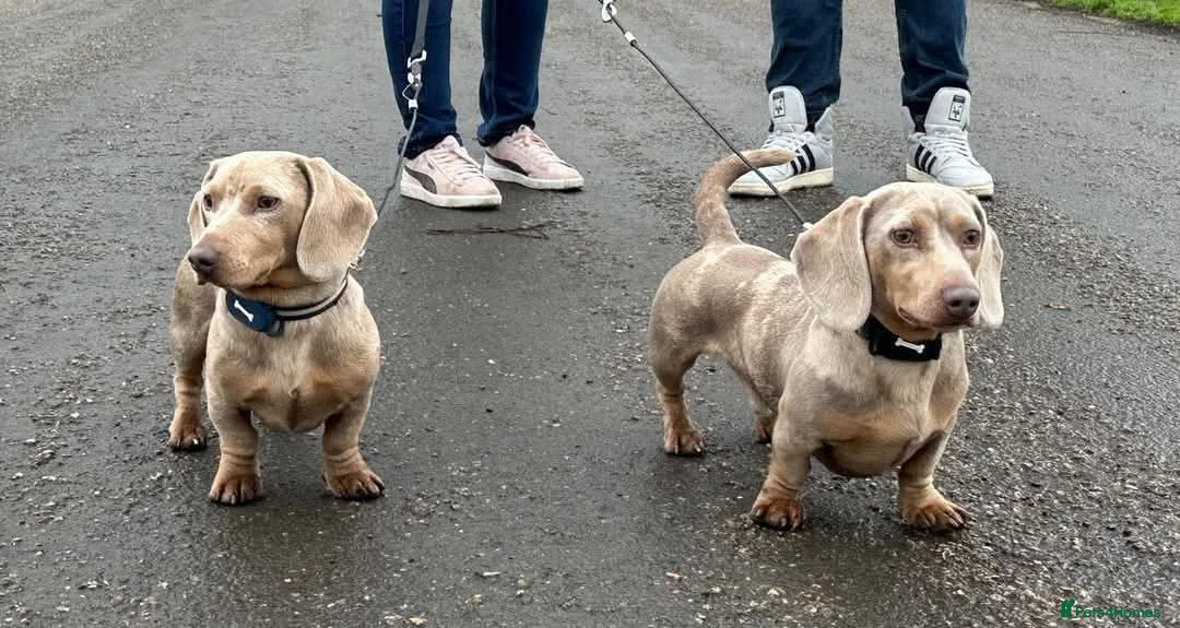 Dachshund dogs for stud: Dachshund Brother for Stud in Shrewsbury - Advert 1