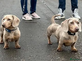 Dachshund dogs Dachshund Brother for Stud - Advert 1