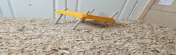 Quail poultry for sale: 8 Quail plus accessories for sale - Advert 5