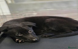 Mixed Breed dogs for sale: Beautiful black Belgain Malinois X Labrador  - Image 13