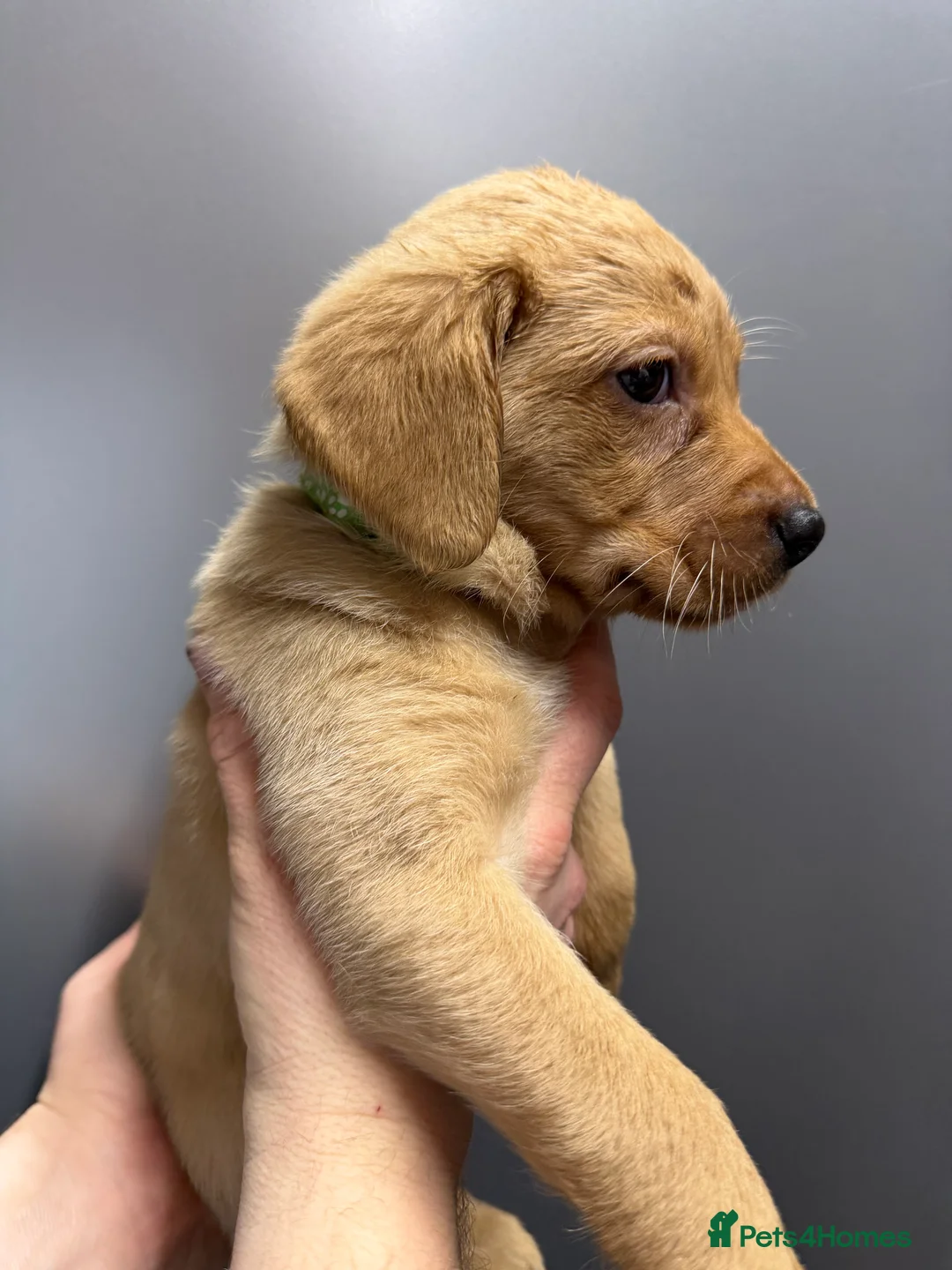 Labrador Retriever dogs for sale: KC Reg Labrador Puppies (mix of Red/blonde) - Advert 19