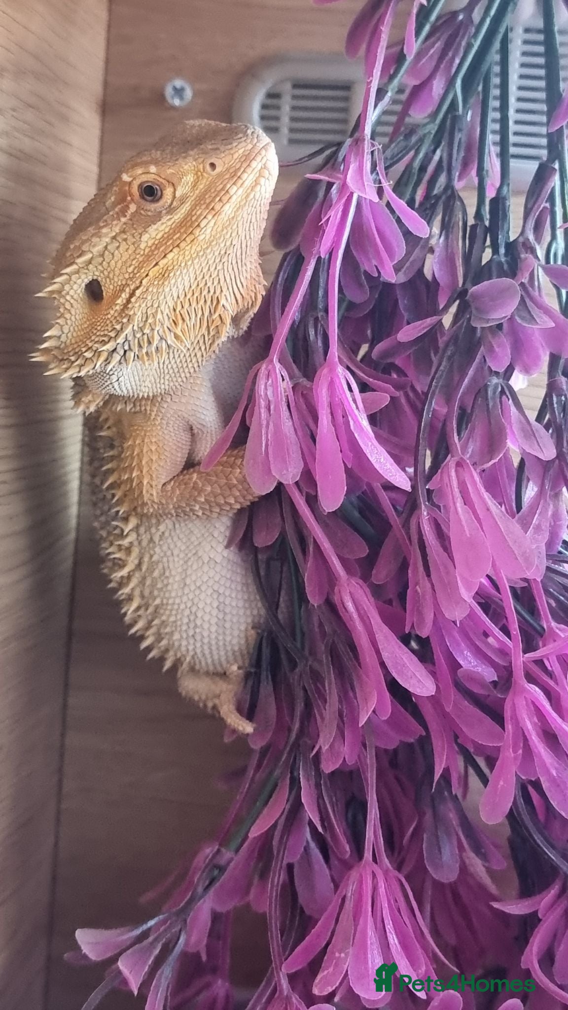 Bearded Dragon reptiles Male bearded dragon - Advert 1