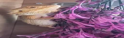 Bearded Dragon reptiles for sale: Male bearded dragon in Lewes - Advert 1